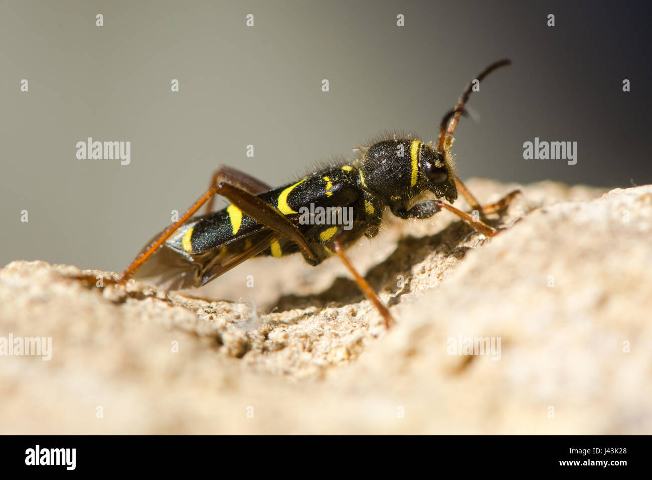 Wasp beetle (Clytus arietis). Une guêpe jaune et noir imiter dans la famille Cerambycidae, affichage de mimétisme Batesian Banque D'Images