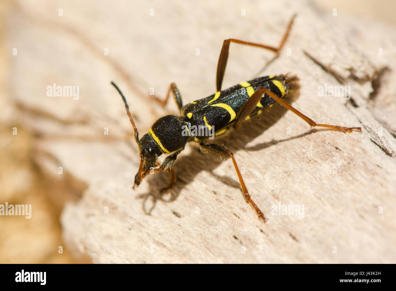 Wasp beetle (Clytus arietis). Une guêpe jaune et noir imiter dans la famille Cerambycidae, affichage de mimétisme Batesian Banque D'Images