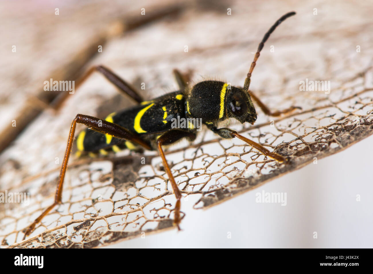 Wasp beetle (Clytus arietis). Une guêpe jaune et noir imiter dans la famille Cerambycidae, affichage de mimétisme Batesian Banque D'Images
