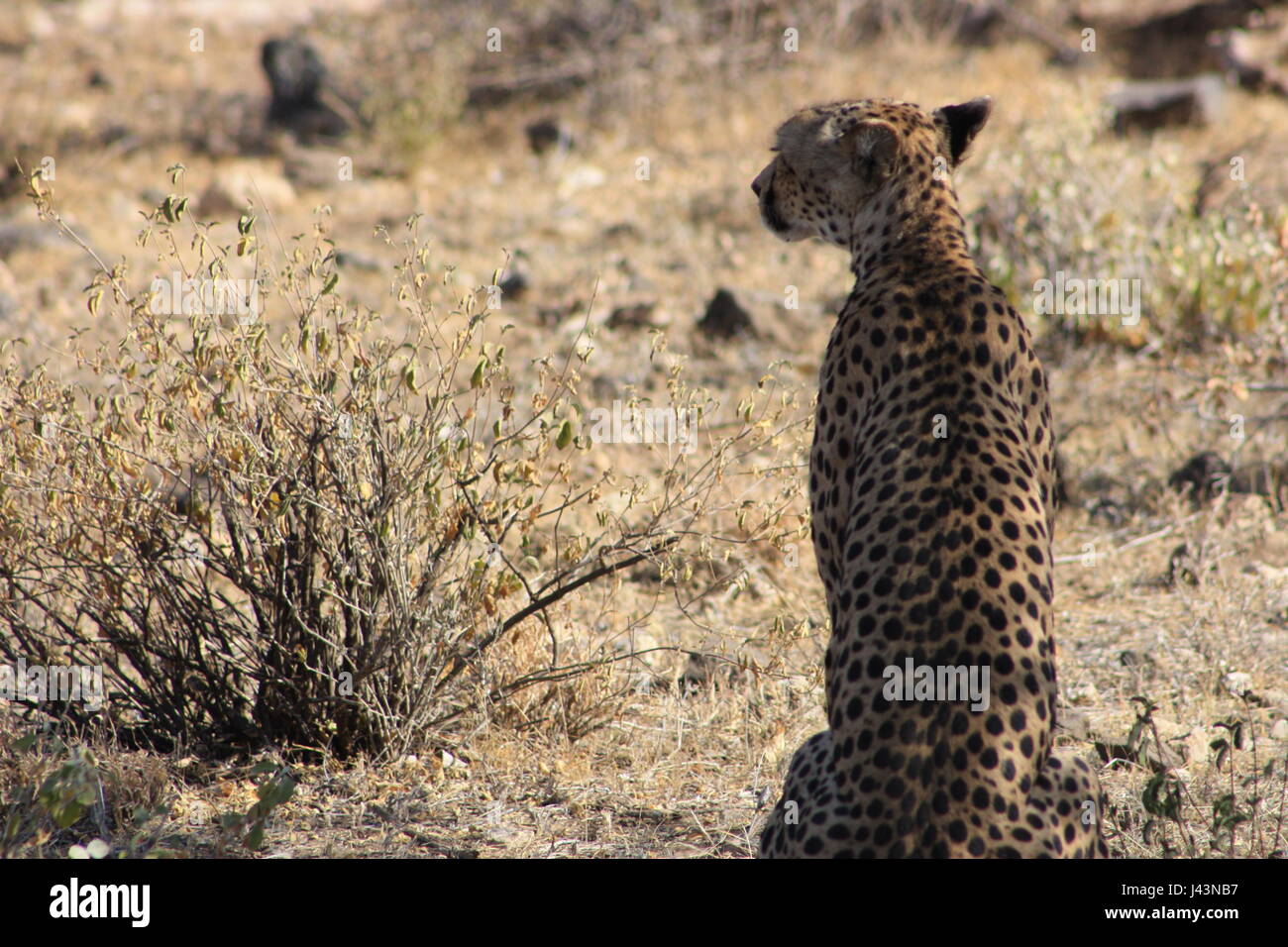 Cheetah sur safari au Kenya Banque D'Images