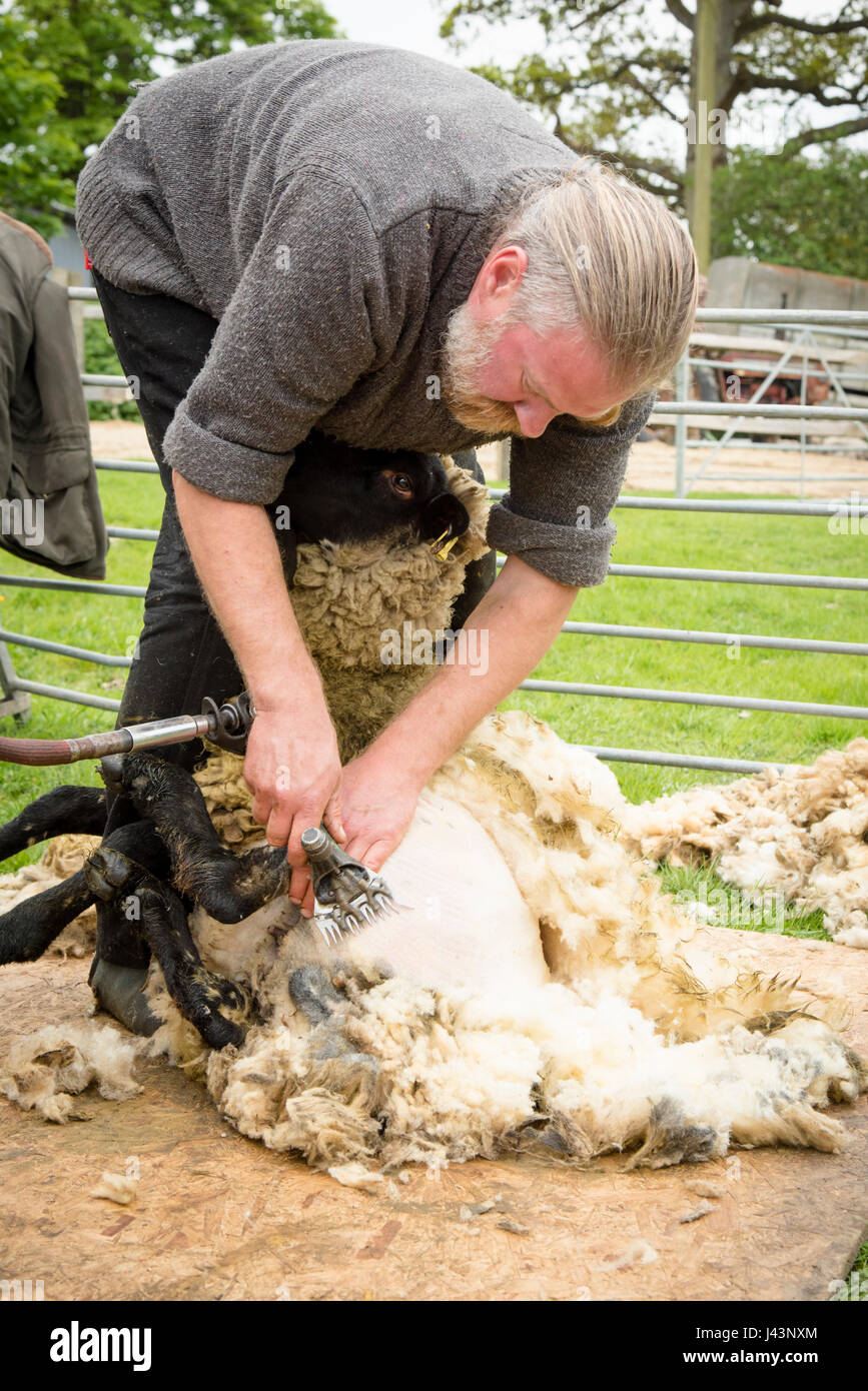 Un homme d'une tonte des moutons Banque D'Images