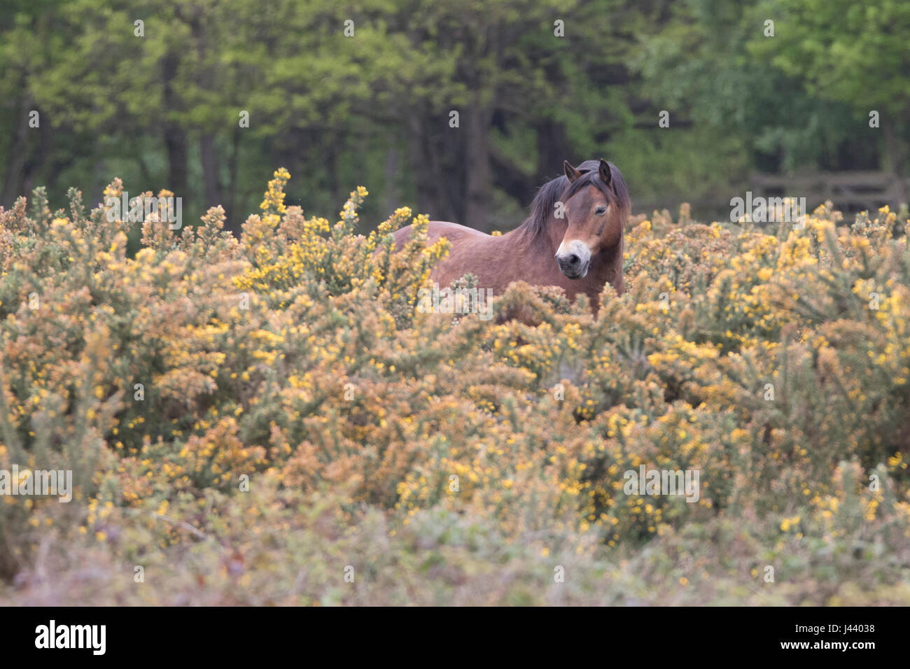 Colchester, Essex, Royaume-Uni. 9 mai, 2017. Poneys Exmoor arrivent à Tiptree Heath dans l'Essex, à brouter de l'herbe et des arbustes envahissants qui aide à protéger la lande important. Crédit : David Johnson/Alamy Live News Banque D'Images Colchester, Essex, Royaume-Uni. 9 mai, 2017. Poneys Exmoor arrivent à Tiptree Heath dans l'Essex, à brouter de l'herbe et des arbustes envahissants qui aide à protéger la lande important. Crédit : David Johnson/Alamy Live News Banque D'Images