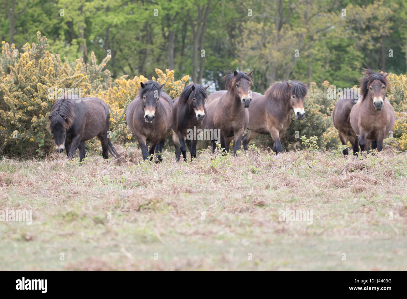 Colchester, Essex, Royaume-Uni. 9 mai, 2017. Poneys Exmoor arrivent à Tiptree Heath dans l'Essex, à brouter de l'herbe et des arbustes envahissants qui aide à protéger la lande important. Crédit : David Johnson/Alamy Live News Banque D'Images Colchester, Essex, Royaume-Uni. 9 mai, 2017. Poneys Exmoor arrivent à Tiptree Heath dans l'Essex, à brouter de l'herbe et des arbustes envahissants qui aide à protéger la lande important. Crédit : David Johnson/Alamy Live News Banque D'Images