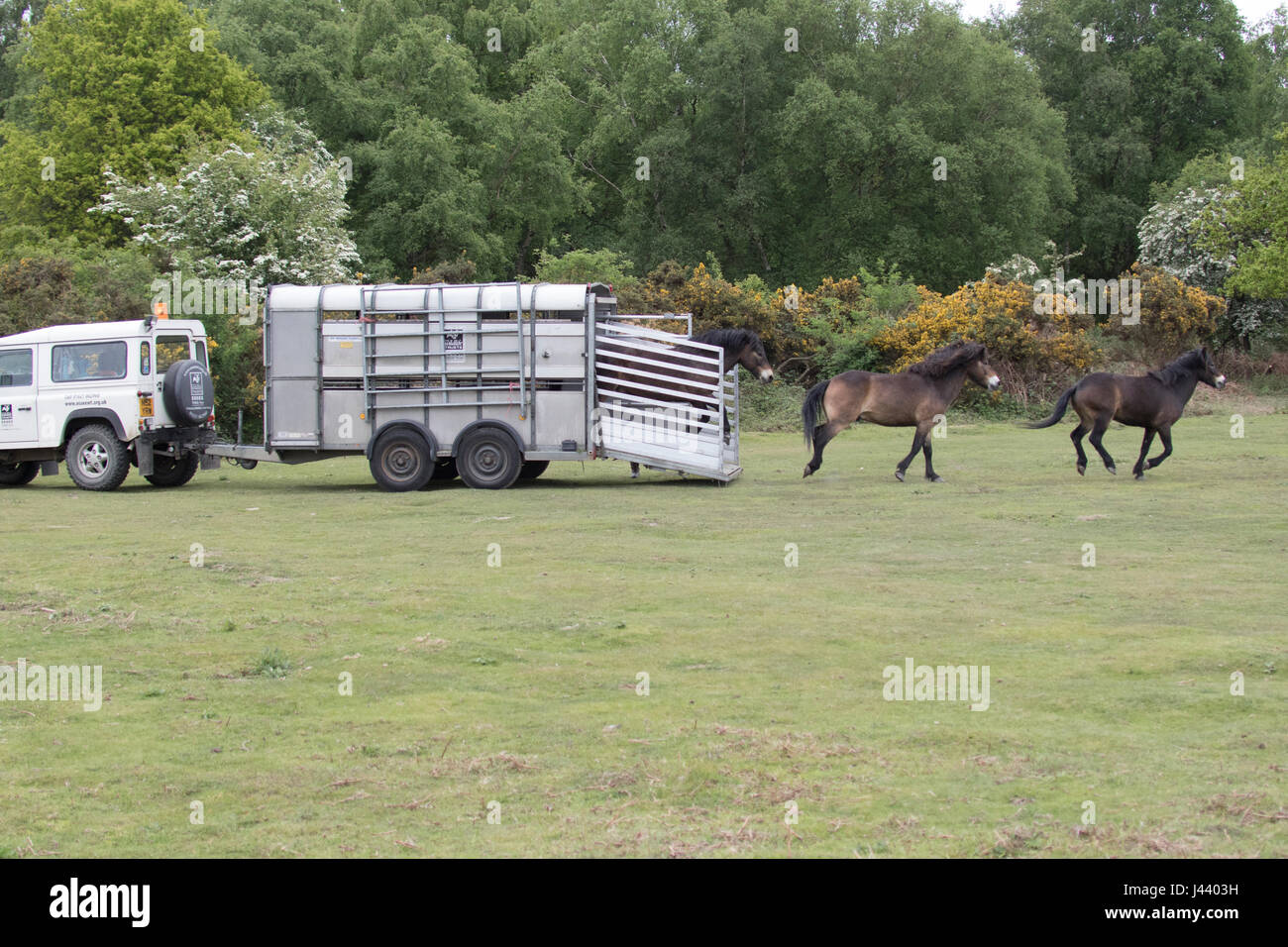 Colchester, Essex, Royaume-Uni. 9 mai, 2017. Poneys Exmoor arrivent à Tiptree Heath dans l'Essex, à brouter de l'herbe et des arbustes envahissants qui aide à protéger la lande important. Crédit : David Johnson/Alamy Live News Banque D'Images Colchester, Essex, Royaume-Uni. 9 mai, 2017. Poneys Exmoor arrivent à Tiptree Heath dans l'Essex, à brouter de l'herbe et des arbustes envahissants qui aide à protéger la lande important. Crédit : David Johnson/Alamy Live News Banque D'Images