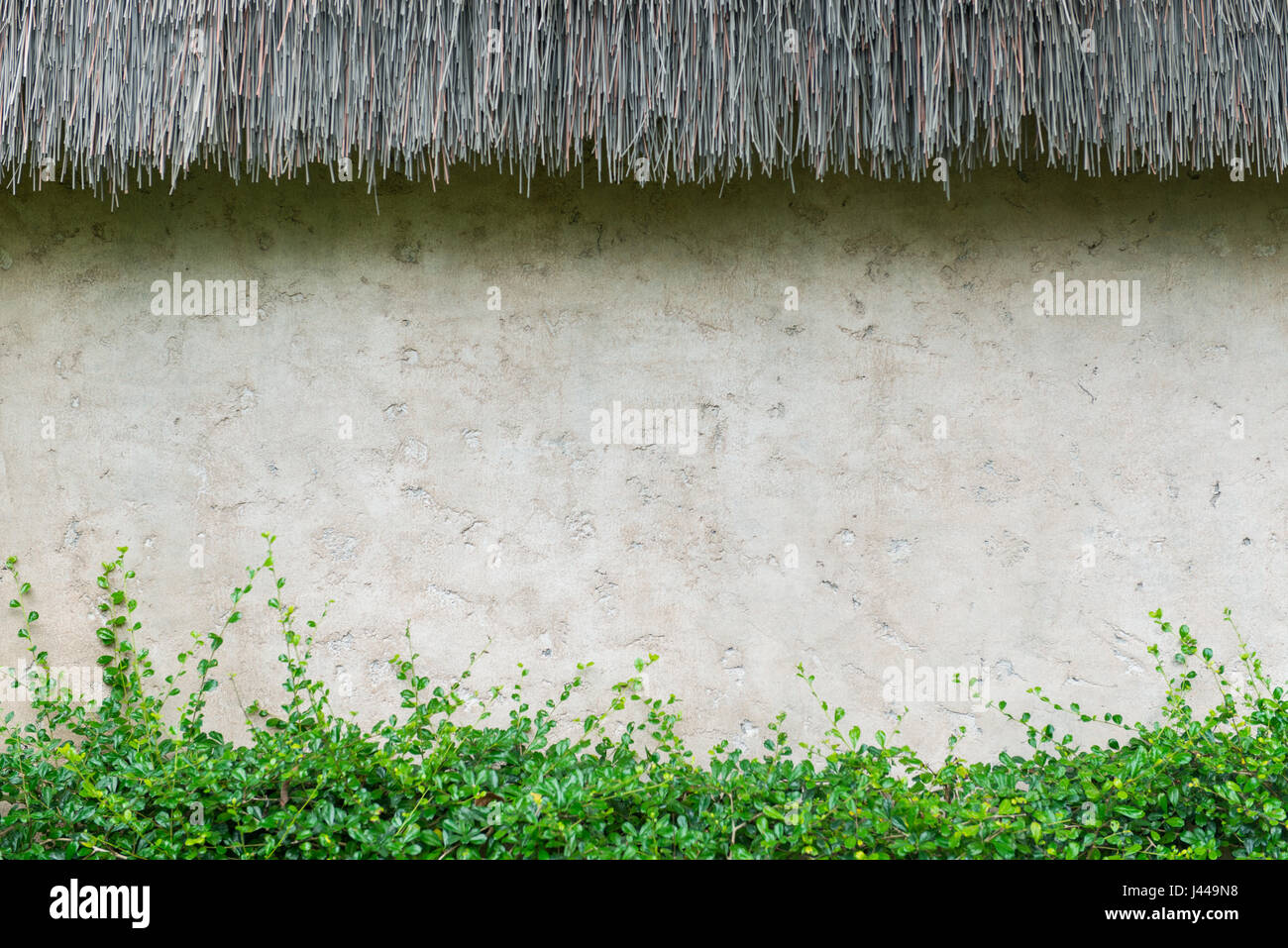 Mur avec des plantes vertes Banque D'Images