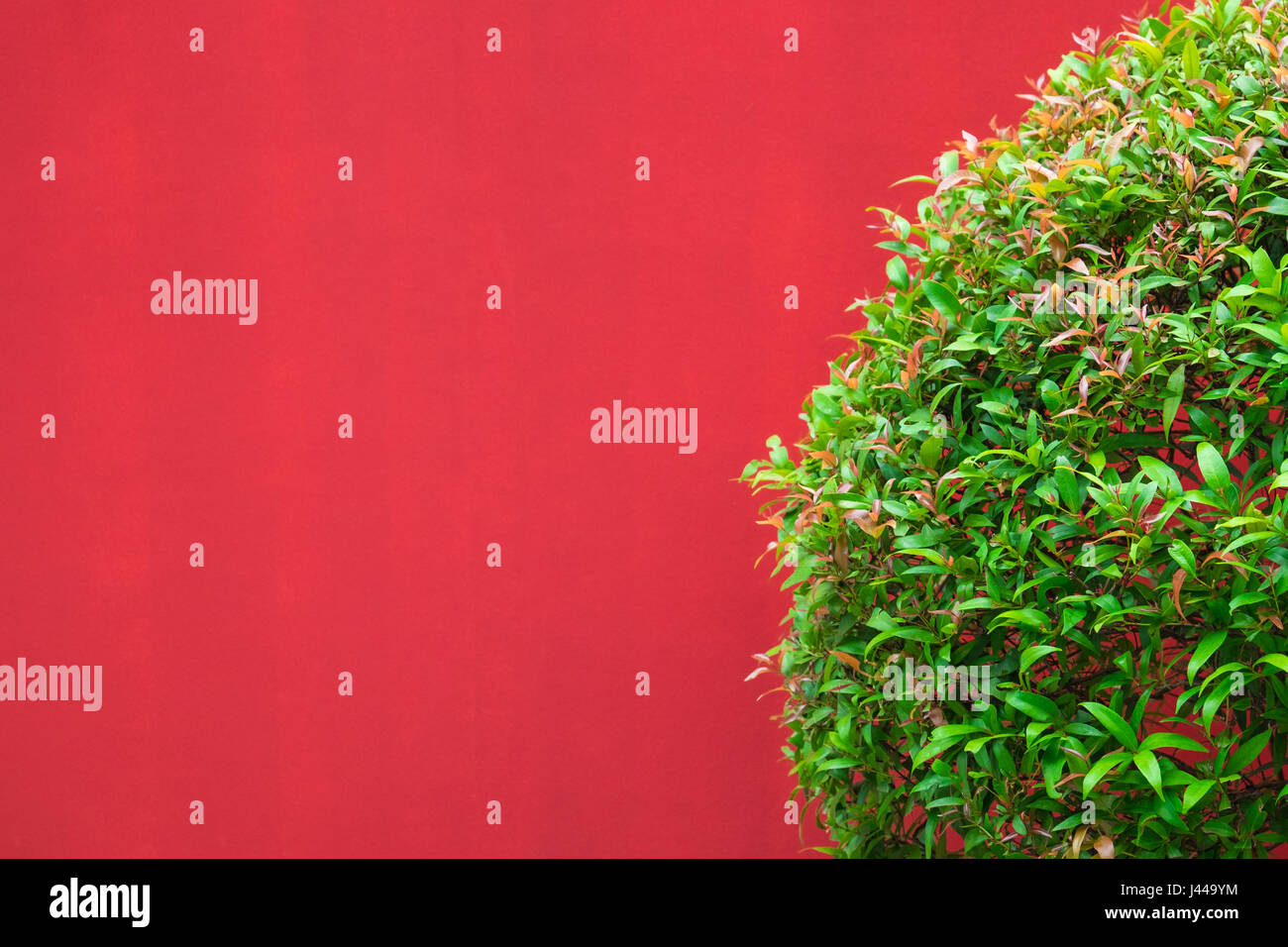 Les feuilles vertes des plantes sur un mur rouge Banque D'Images