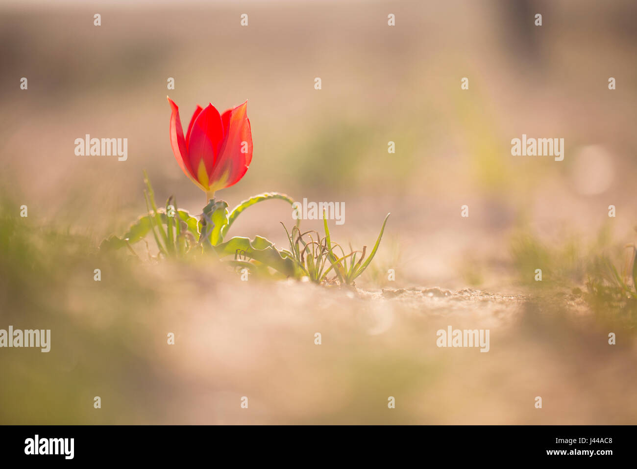 Désert rouge Tulip (Tulipa) systola photographié dans le désert du Néguev, Israël en mars Banque D'Images