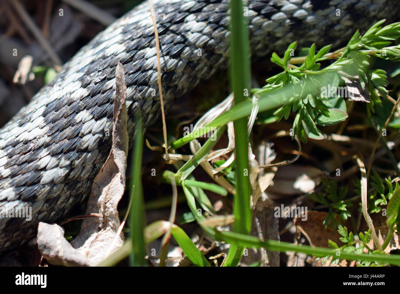 Adder, Vipera berus. Snake sur l'herbe près. Banque D'Images