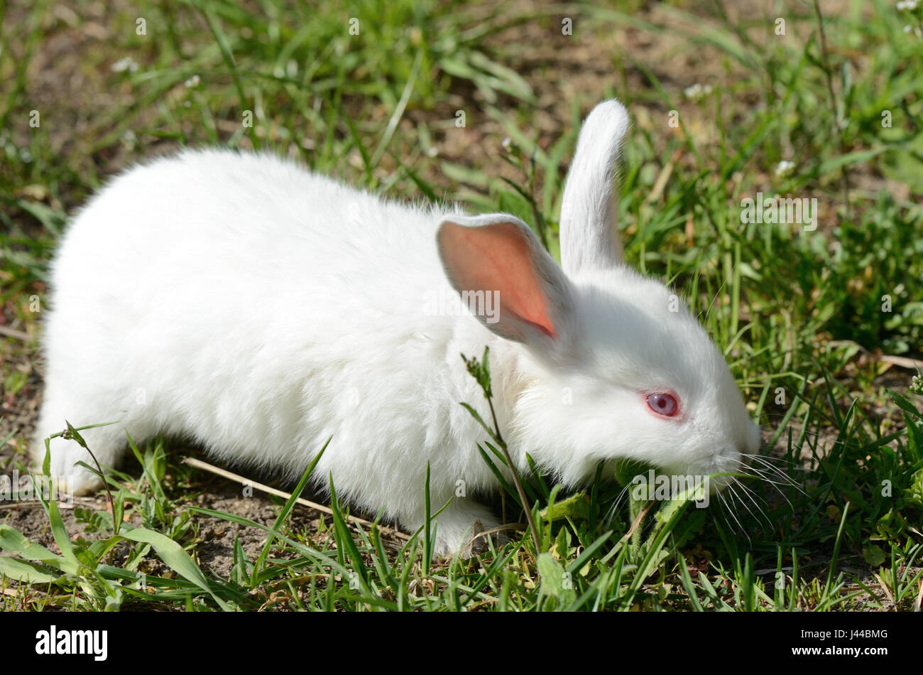 Bebe Lapin Trop Mignon Banque De Photographies Et D Images A Haute Resolution Alamy
