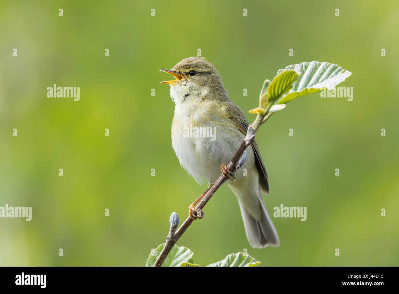 Willow Warbler chanter pendant que perché sur une fine branche avec un fond vert. Banque D'Images