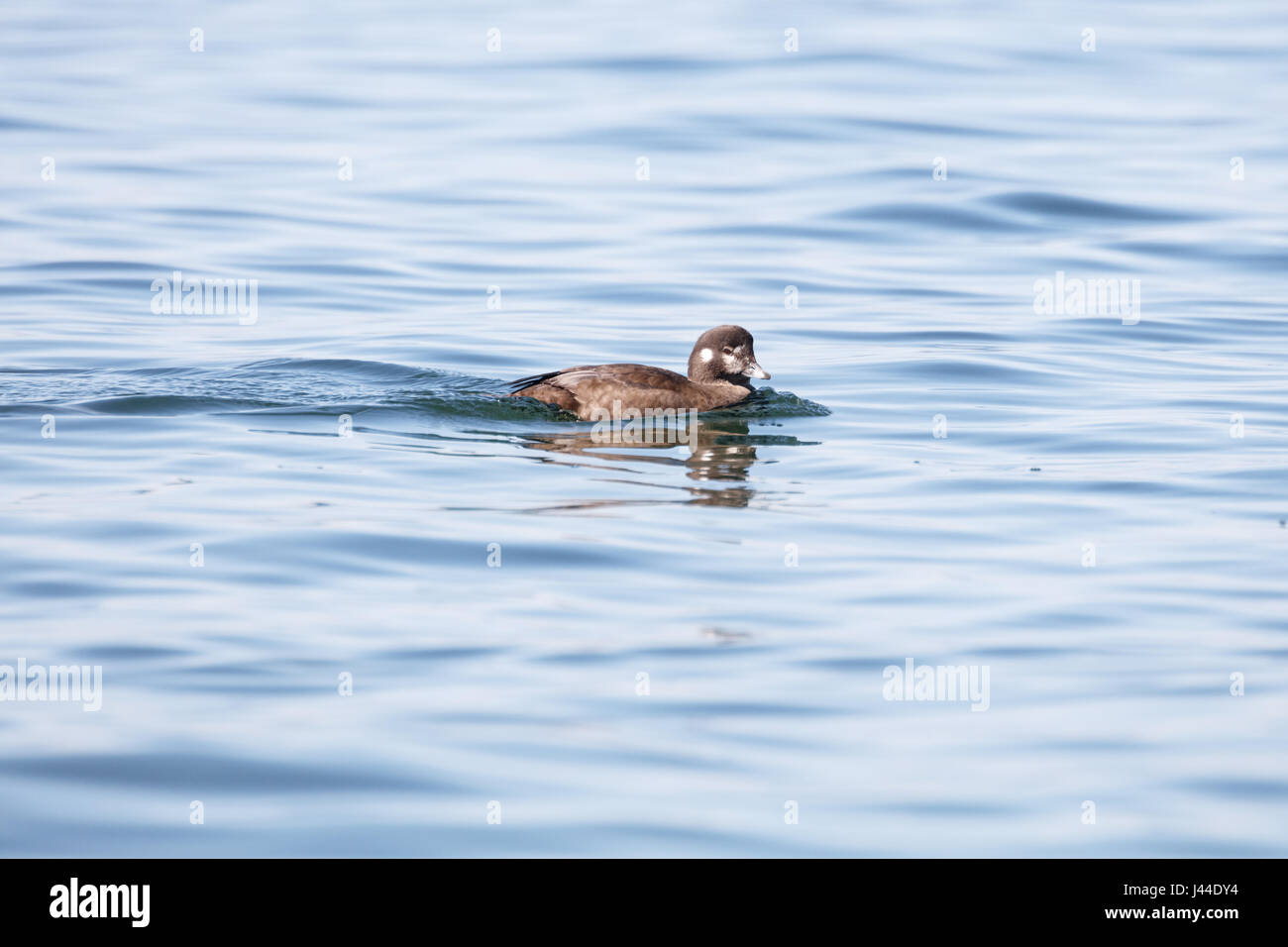 Le canard arlequin (Histrionicus hitrionicus) masculin natation, Point Roberts, Washington, USA Banque D'Images