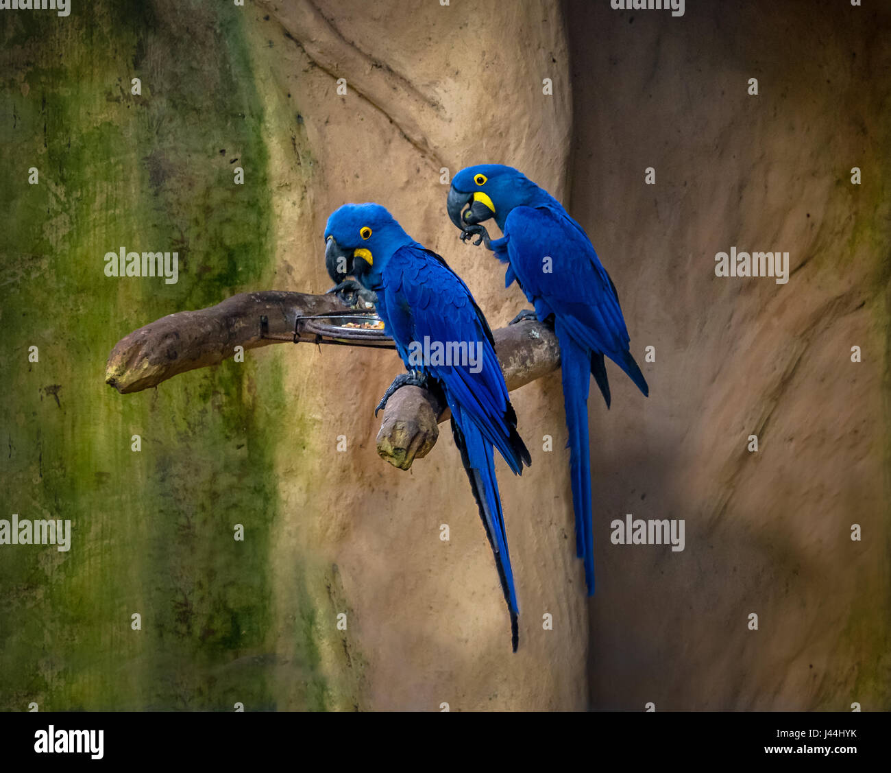 Aras bleu du Parque das Aves - Foz do Iguacu, Parana, Brésil Banque D'Images