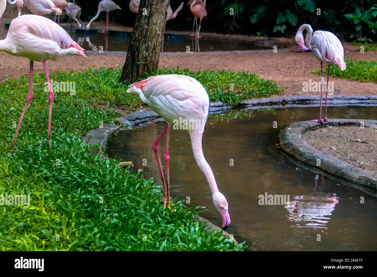 Flamands roses à Parque das Aves - Foz do Iguacu, Parana, Brésil Banque D'Images