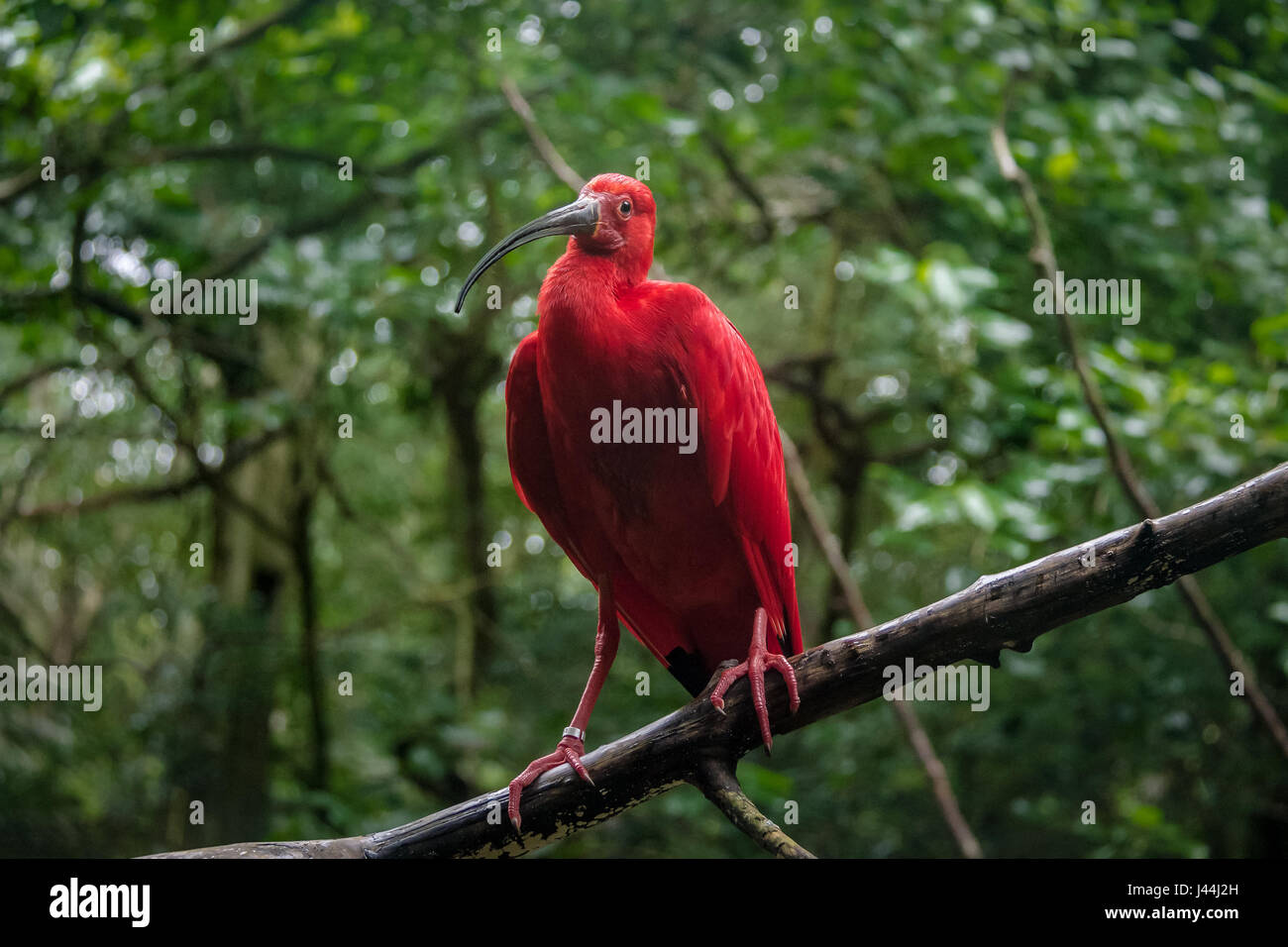 Ibis rouge du Parque das Aves - Foz do Iguacu, Parana, Brésil Banque D'Images