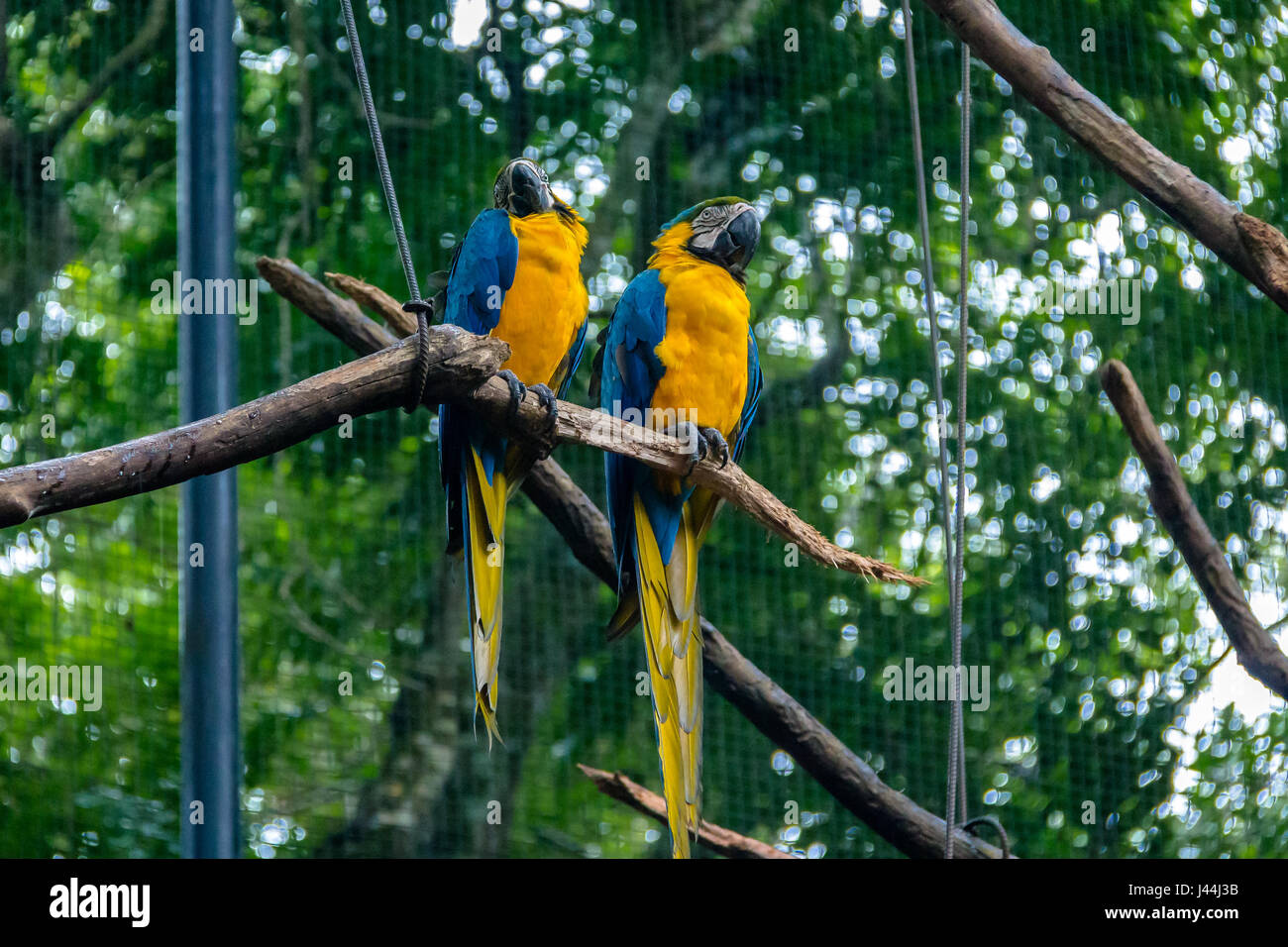 Aras bleu et or du Parque das Aves - Foz do Iguacu, Parana, Brésil Banque D'Images