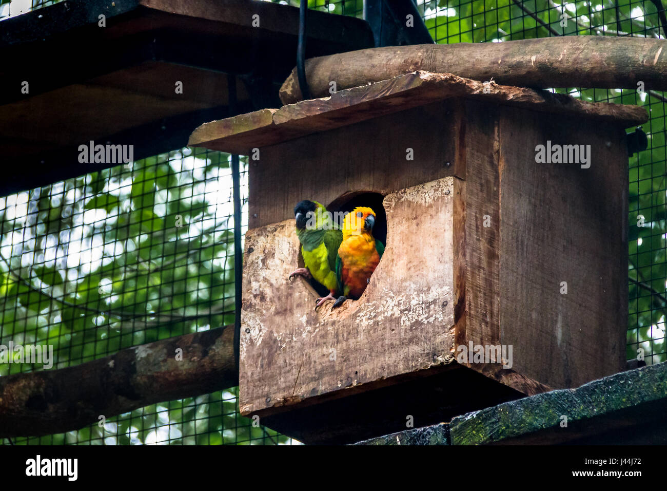 Perruche Perruche Nanday Sun et Couple du Parque das Aves - Foz do Iguacu, Parana, Brésil Banque D'Images