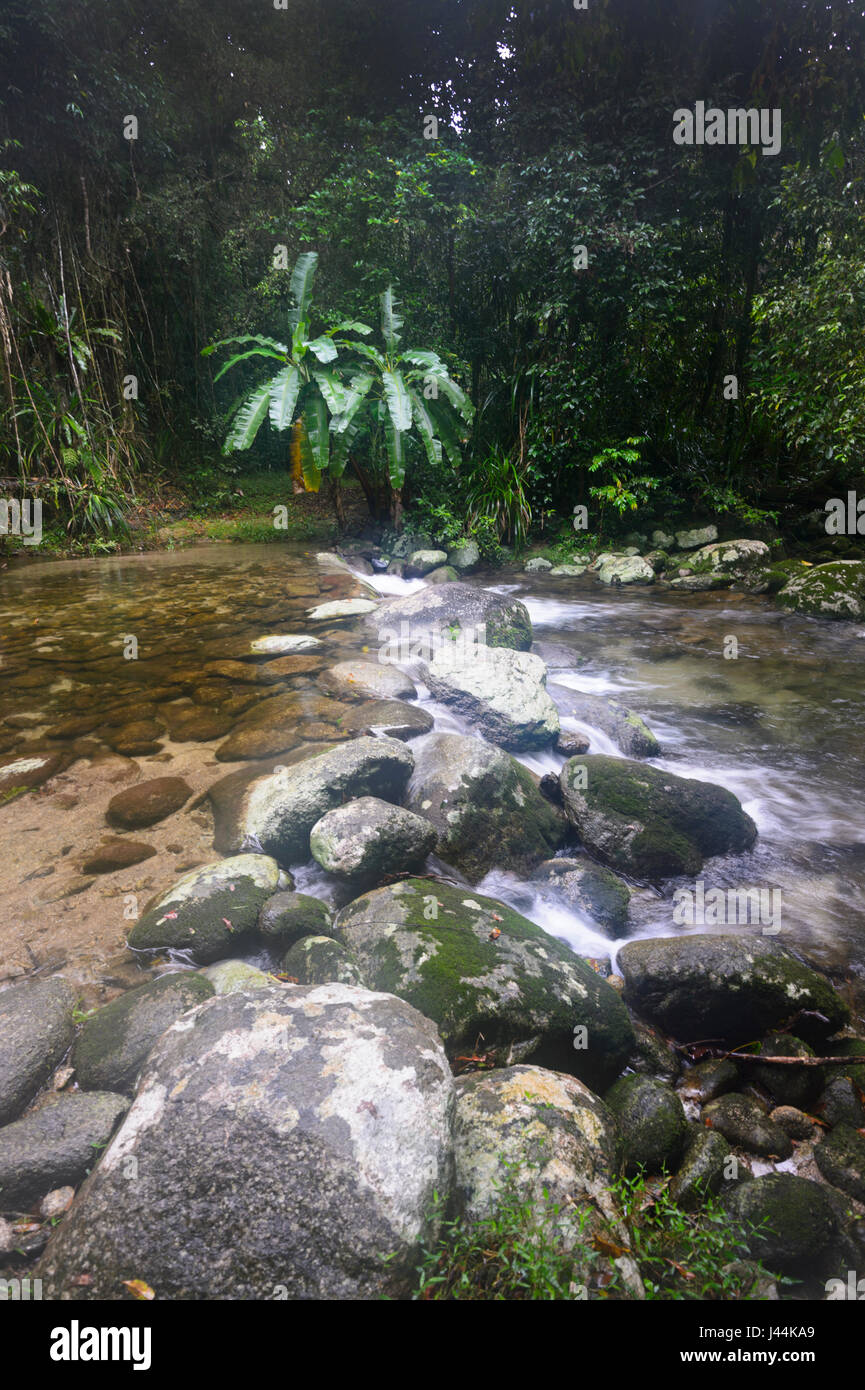 Ruisseau d'eau douce dans la forêt tropicale humide, Bellenden Ker, Far North Queensland, Queensland, Australie, FNQ Banque D'Images