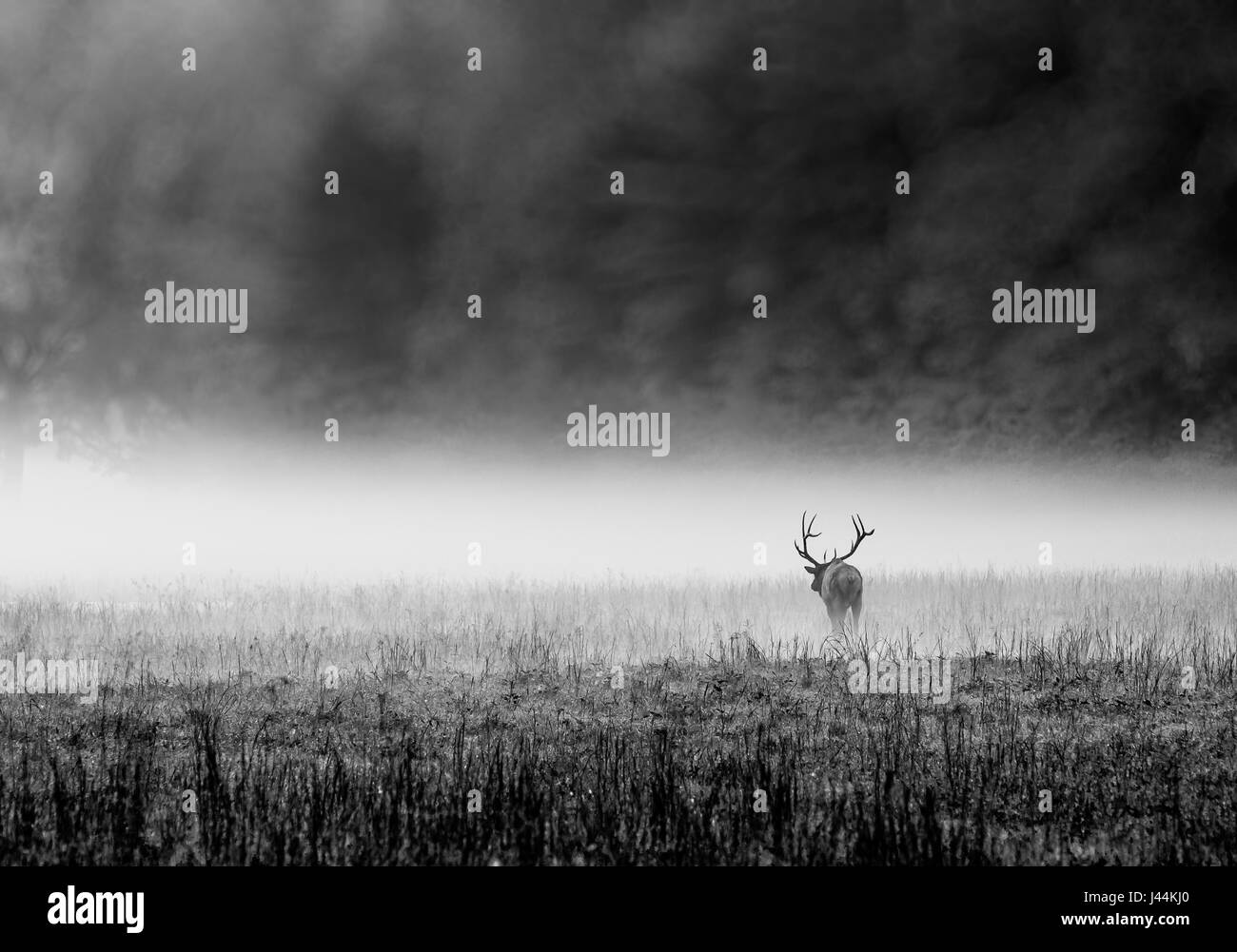 Elk avec d'énormes bois entre dans le brouillard dans la forêt Banque D'Images