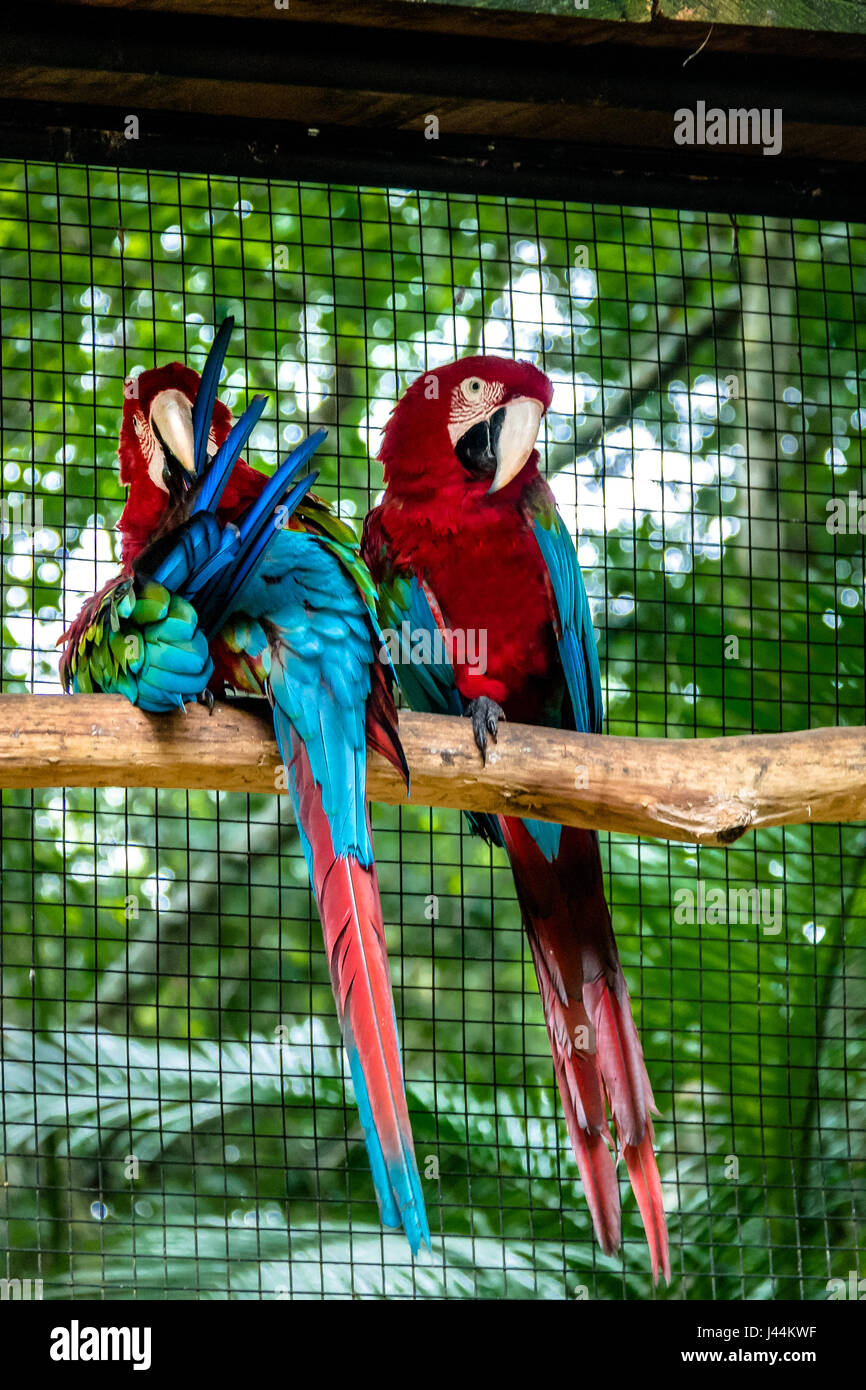 Aras à ailes vertes du Parque das Aves - Foz do Iguacu, Parana, Brésil Banque D'Images