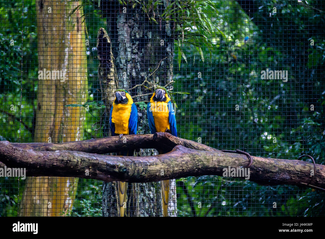 Aras bleu et or du Parque das Aves - Foz do Iguacu, Parana, Brésil Banque D'Images
