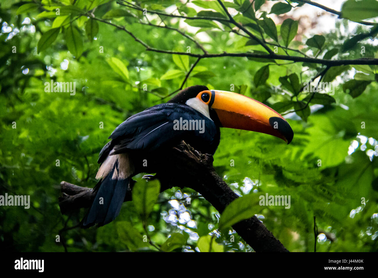 Toucan à Parque das Aves - Foz do Iguacu, Parana, Brésil Banque D'Images