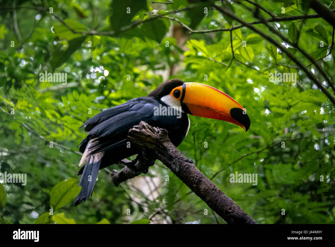 Toucan à Parque das Aves - Foz do Iguacu, Parana, Brésil Banque D'Images