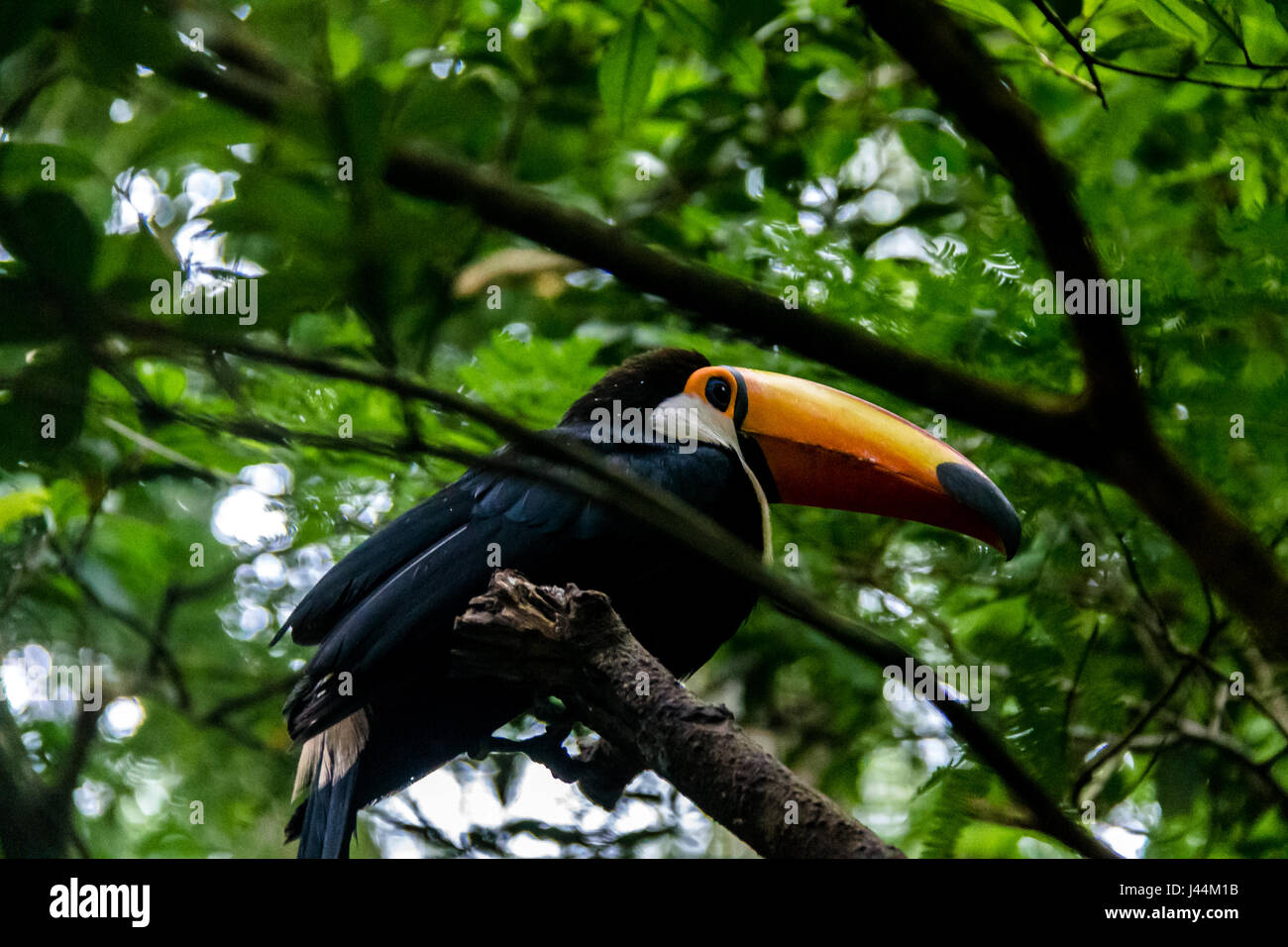 Toucan à Parque das Aves - Foz do Iguacu, Parana, Brésil Banque D'Images