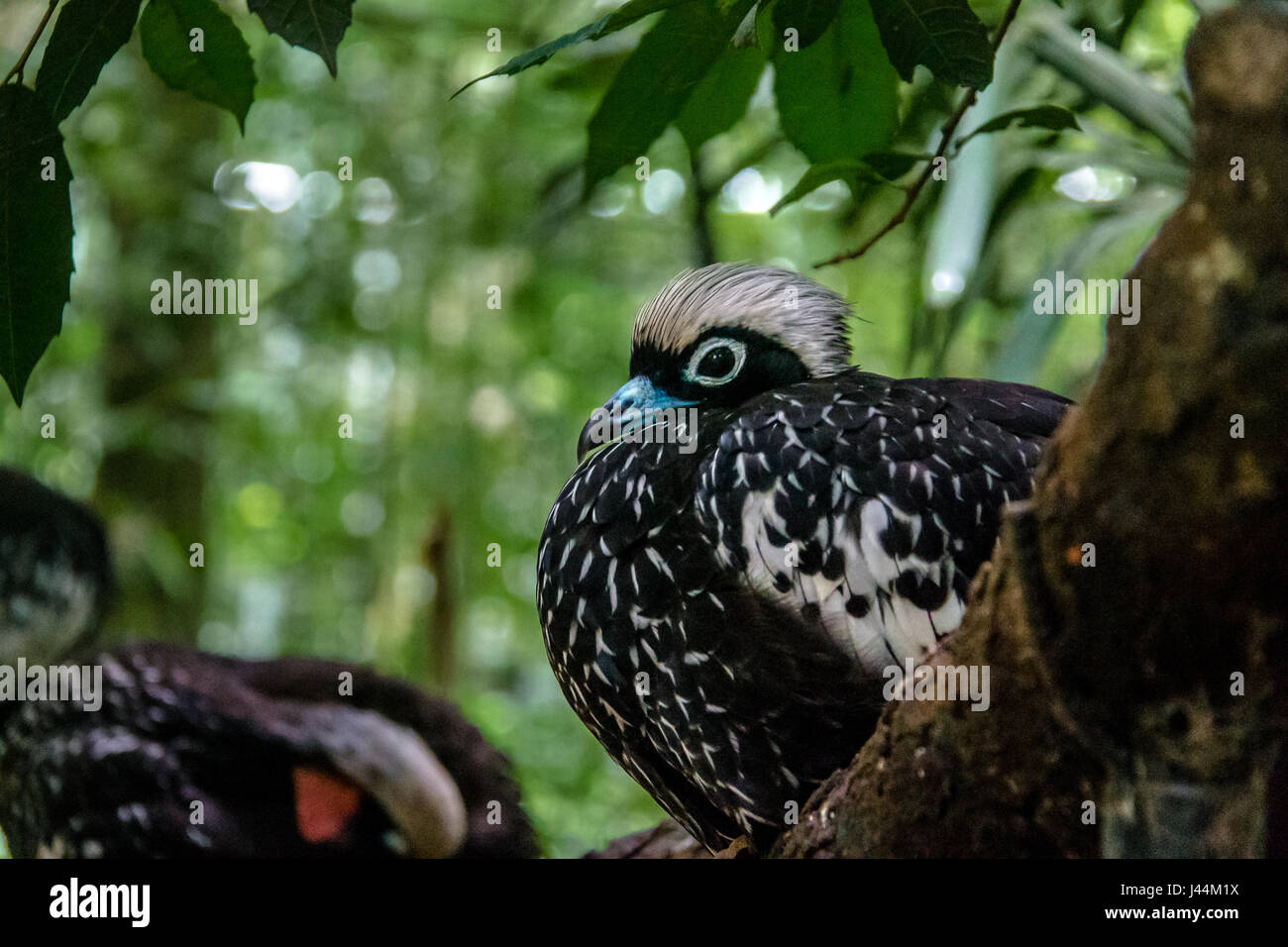 Bihoreau Piping Guan ou Jacutinga au Parque das Aves - Foz do Iguacu, Parana, Brésil Banque D'Images