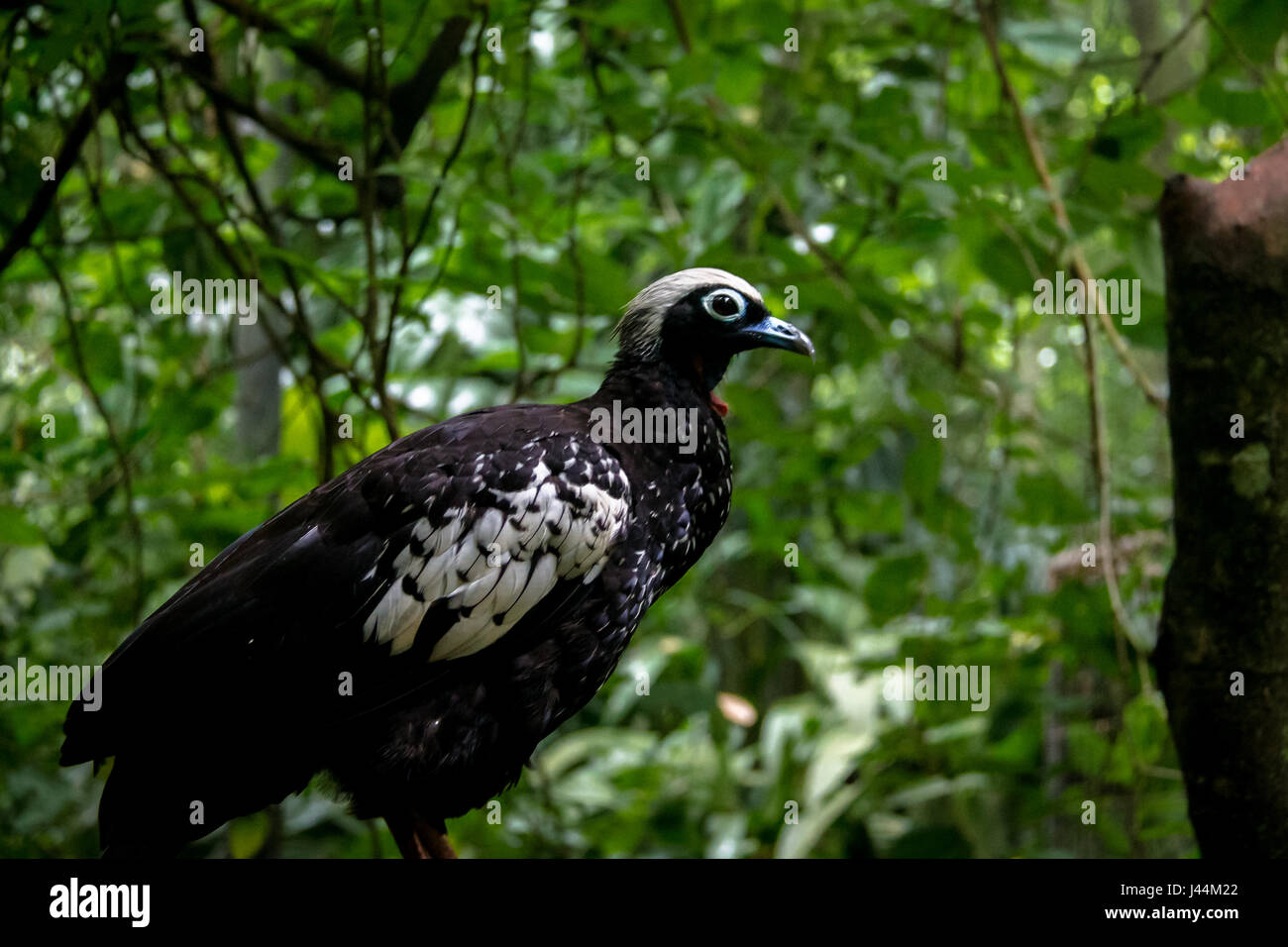Bihoreau Piping Guan ou Jacutinga au Parque das Aves - Foz do Iguacu, Parana, Brésil Banque D'Images