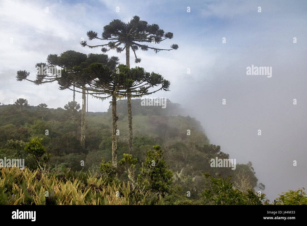 Araucaria angustifolia ( pin brésilien) en un jour brumeux à Itaimbezinho Canyon dans le parc national Aparados da Serra - Cambara do Sul, Rio Grande do Sul, Banque D'Images