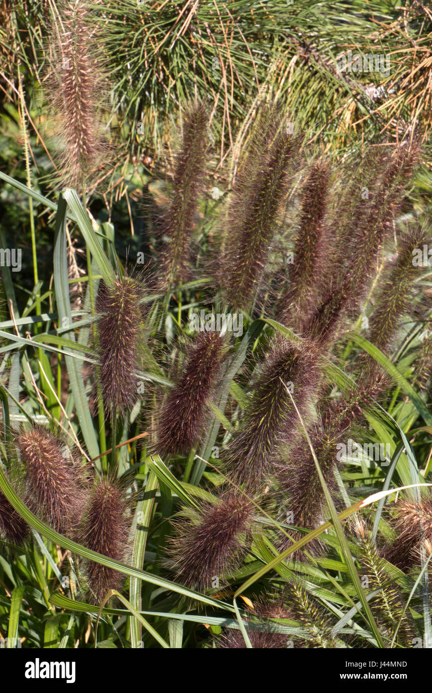 Close up of 'Red Head' (Pennisetum alopecuroides herbe Fontaine) à l'automne, une herbe ornementale avec de longs panaches de floraison rougeâtre dont les feuilles creat Banque D'Images