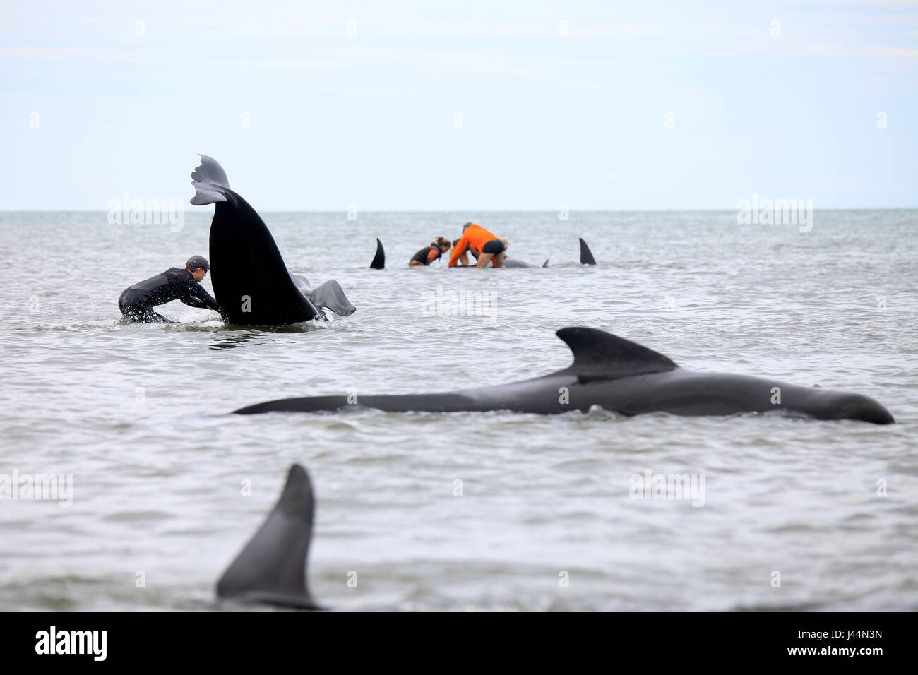 Photo par Tim Cuff - 10 & 11 février 2017 - Messe d'adieu à l'échouage de globicéphales Spit, Golden Bay, Nouvelle-Zélande : Banque D'Images