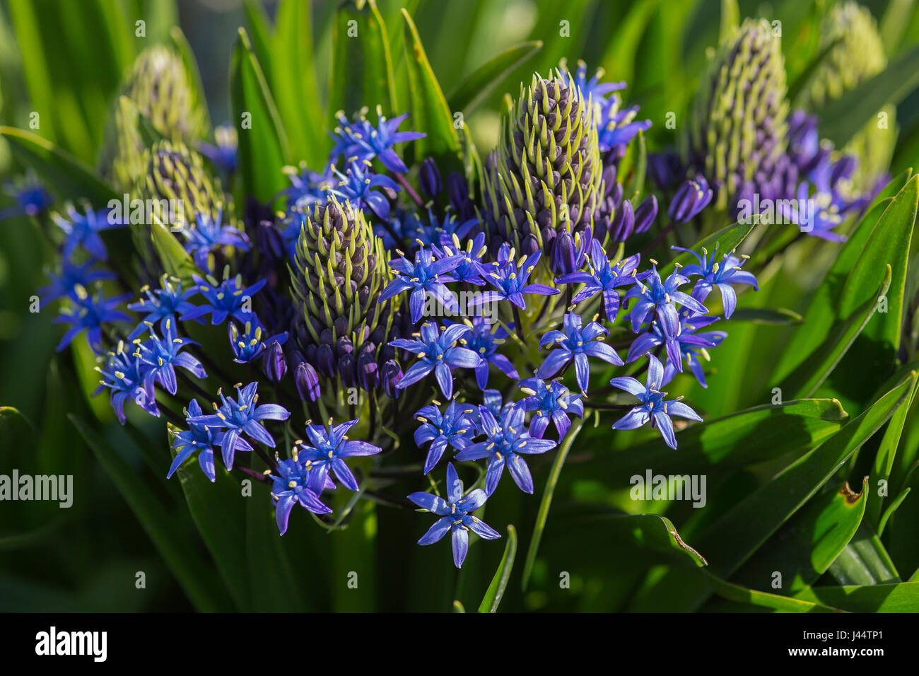 Scilla peruviana Banque D'Images