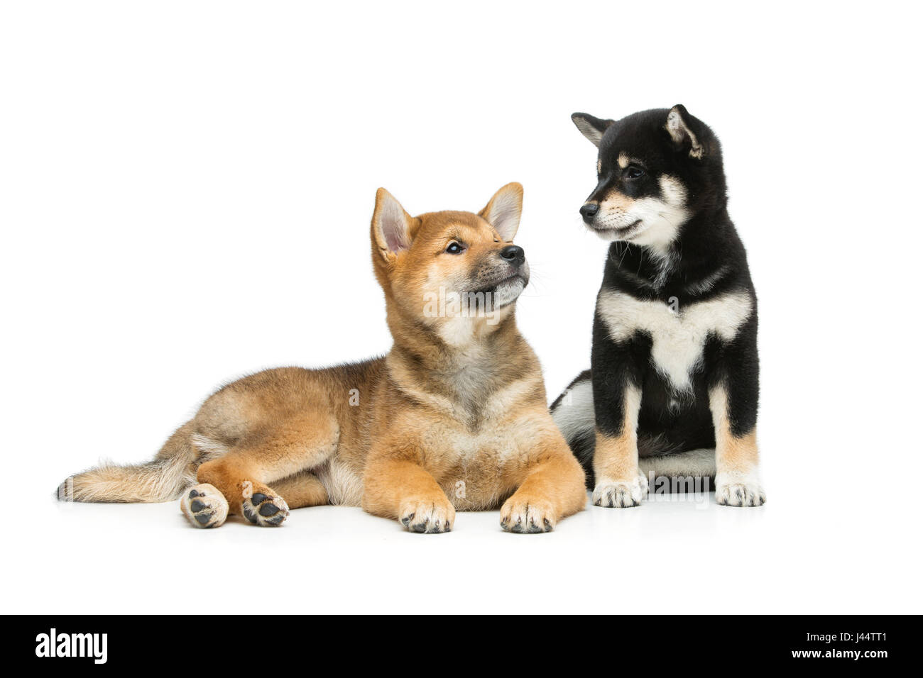 Deux Beau Brun Et Noir Chiens Chiot Shiba Inu Japonais Isolé