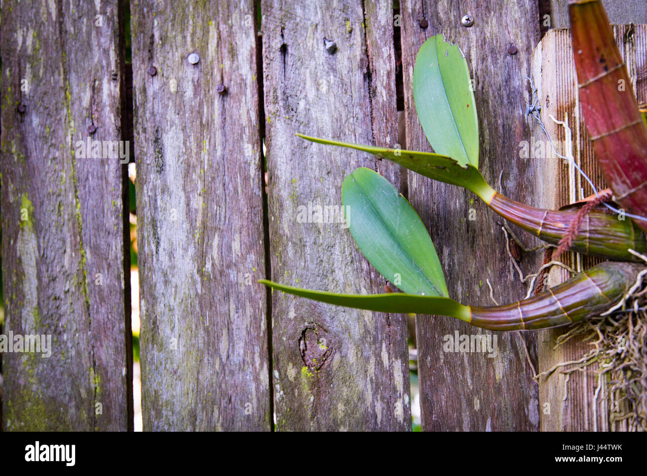 Un jeune Sydney Rock Orchid attachée à un morceau de bois et montée sur une clôture basse-cour à Sydney Banque D'Images