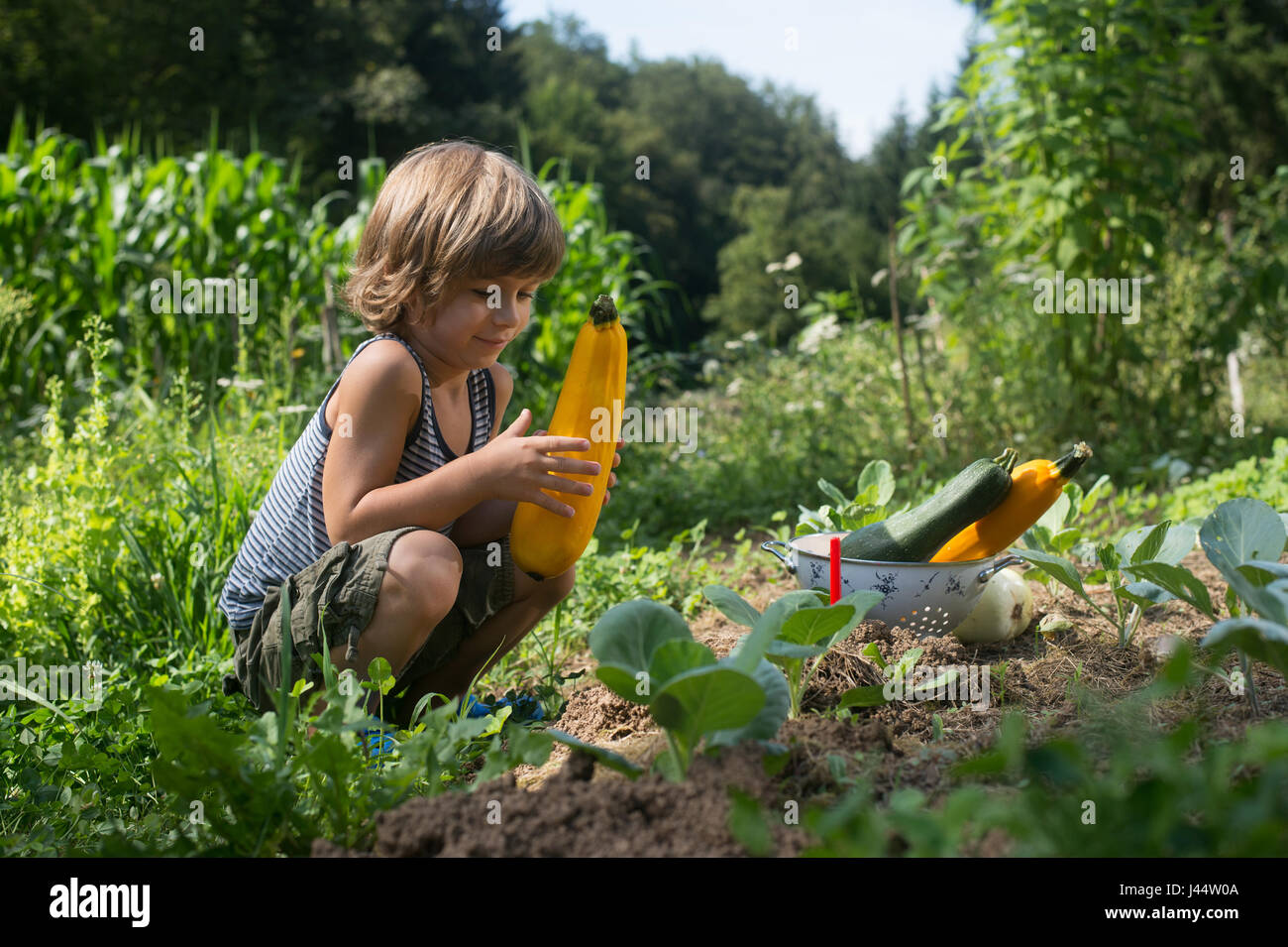 Cute little boy picking courgettes dans un jardin Banque D'Images