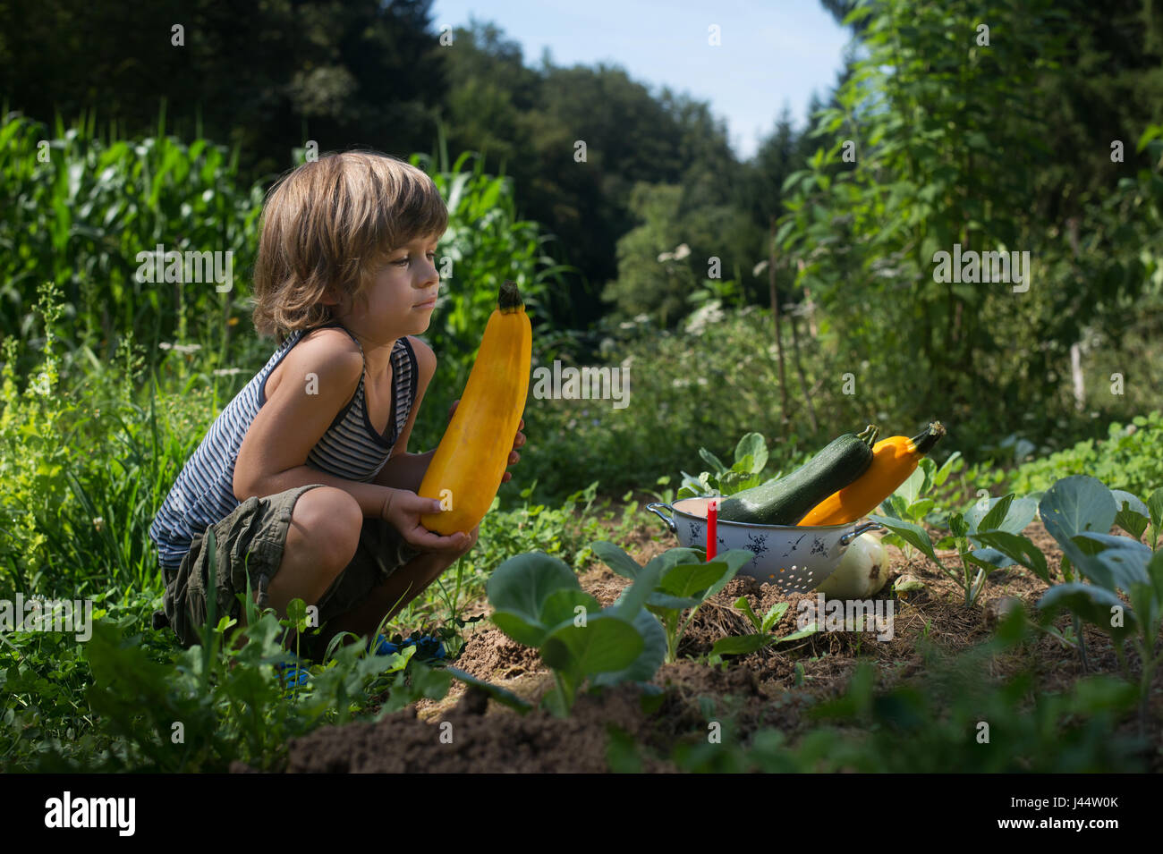 Cute little boy picking courgettes dans un jardin. Homegrown alimentation naturelle. Banque D'Images
