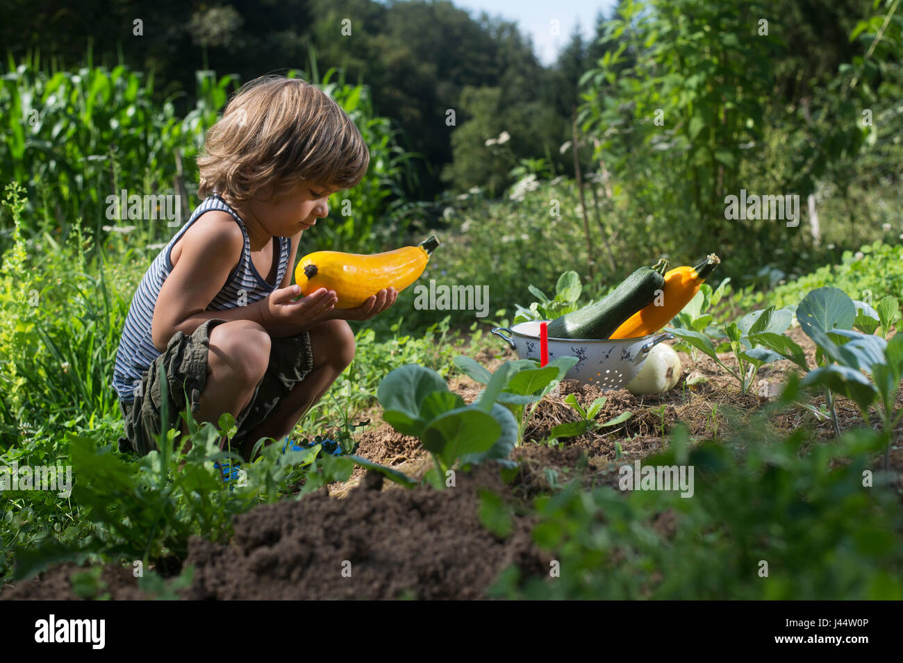 Cute little boy looking at il courgette cueillies dans un jardin. Banque D'Images