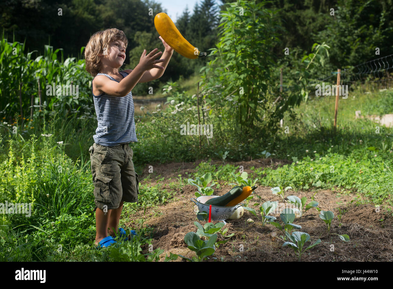 Cute little boy playing with big yellow zucchini il cueillies dans un jardin. Banque D'Images