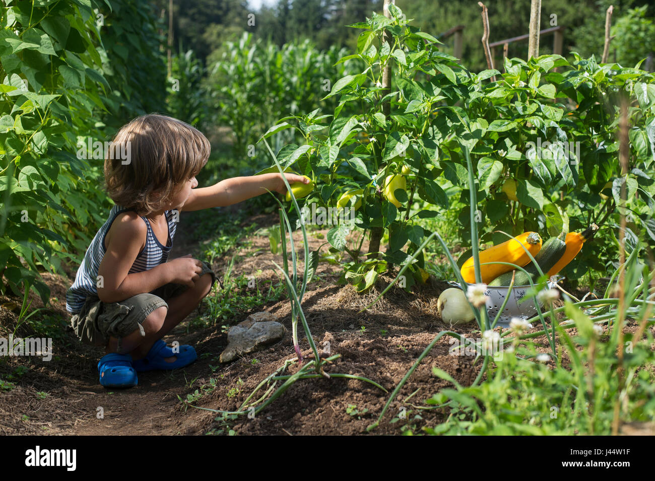Cute little boy picking yellow capsicum dans un potager. Homegrown alimentation naturelle. Banque D'Images