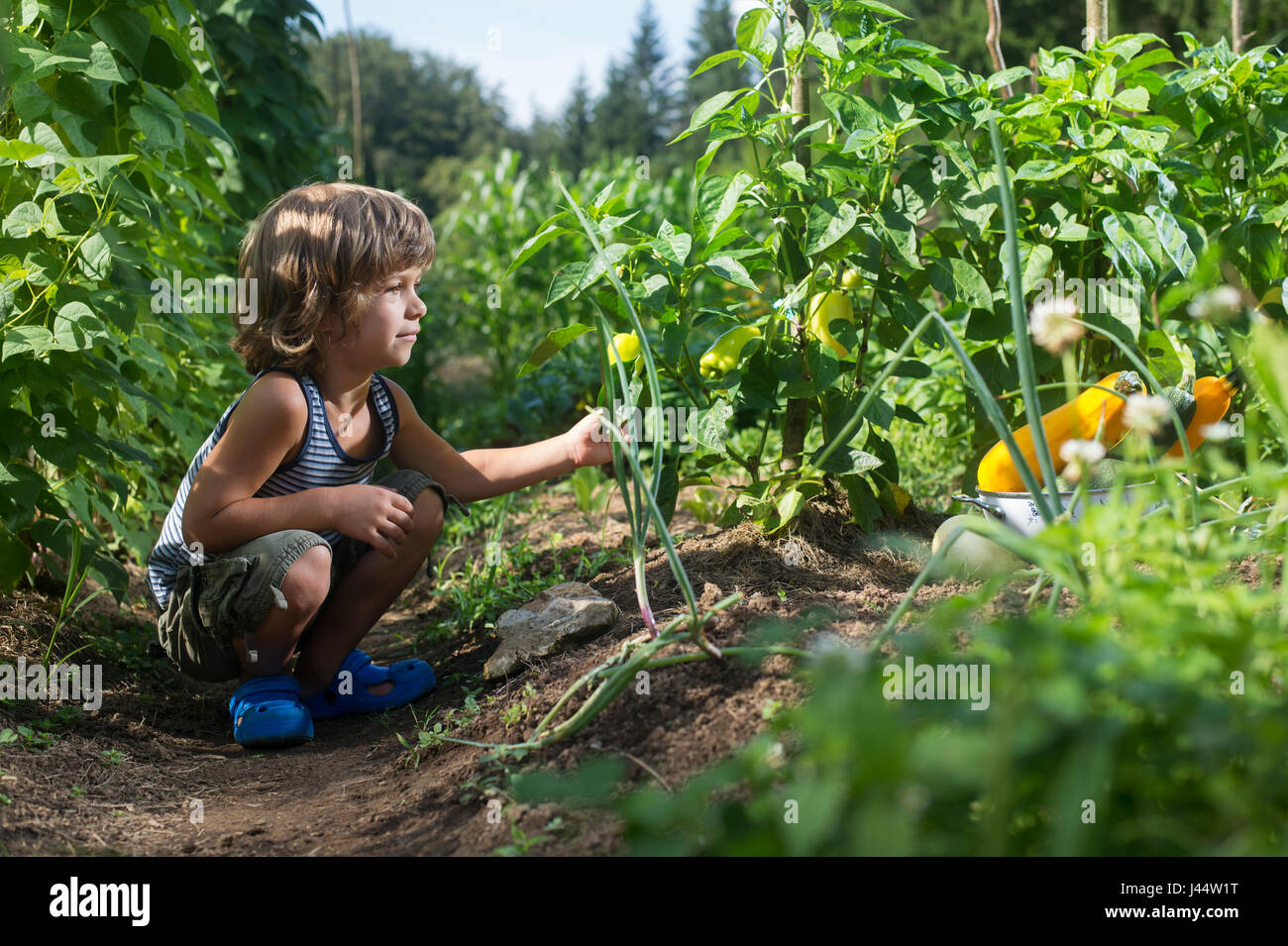 Cute little boy picking yellow capsicum dans un potager. Homegrown alimentation naturelle. Banque D'Images
