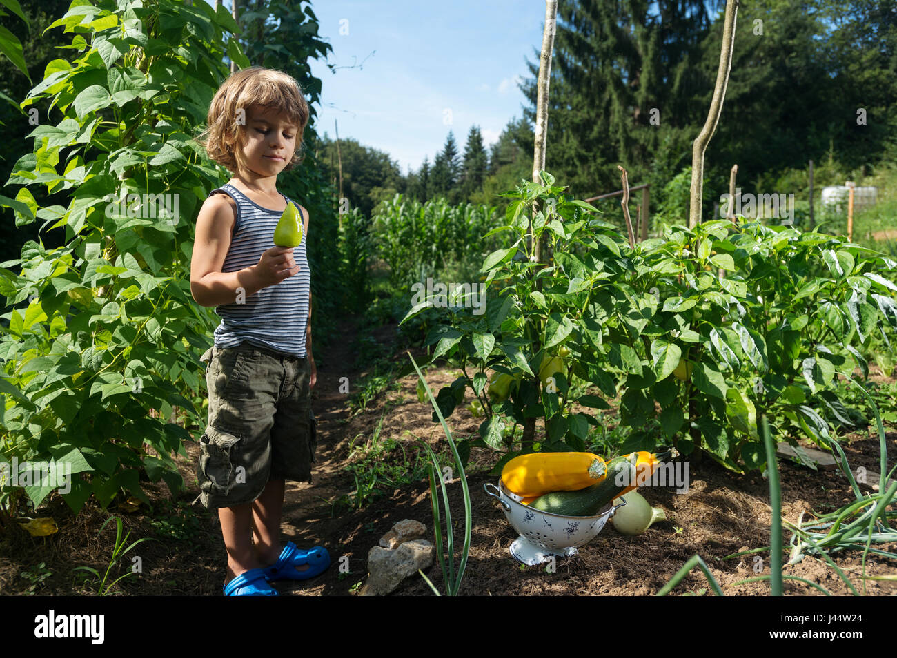 Cute little boy looking at yellow capsicum il cueillies dans un jardin potager. Banque D'Images