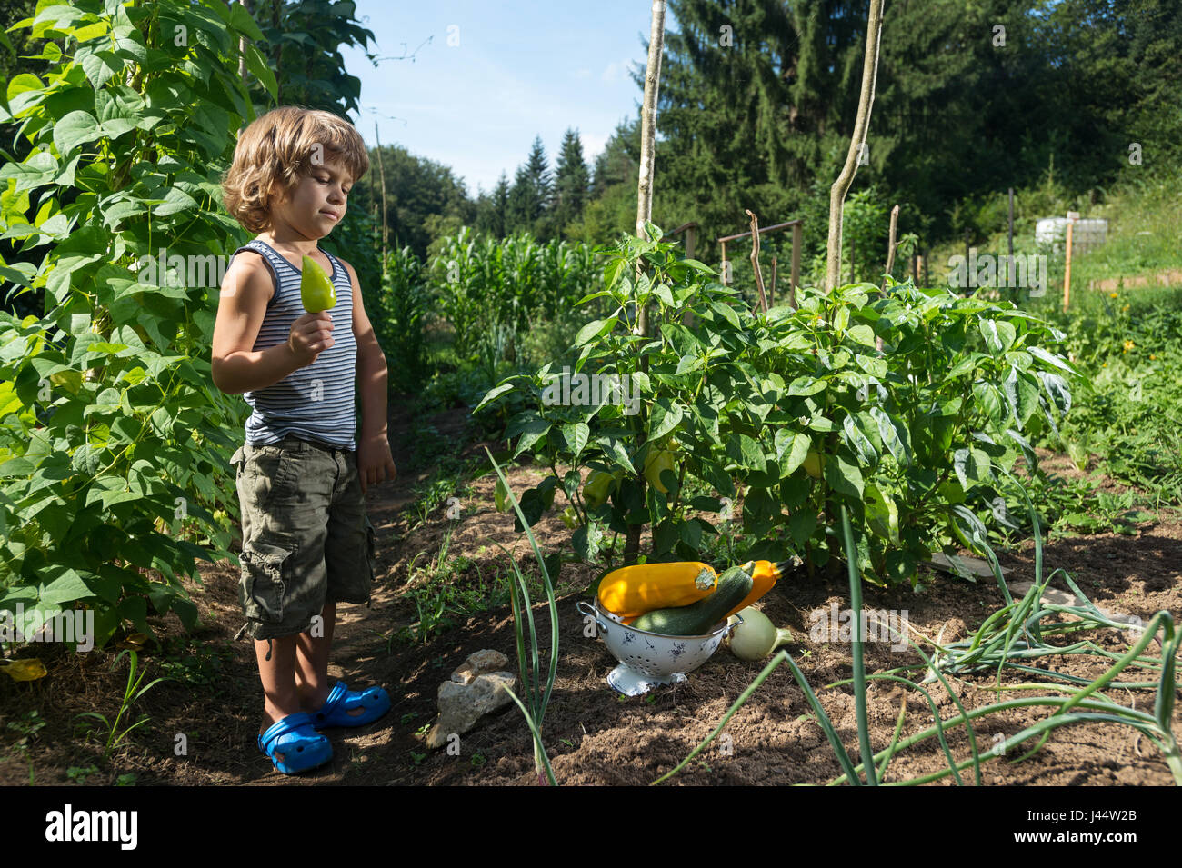 Cute little boy posing with yellow capsicum il cueillies dans un jardin potager. Banque D'Images