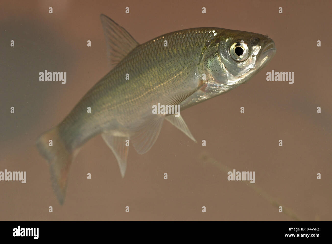 Nage à contre fond lightbrown ide Banque D'Images