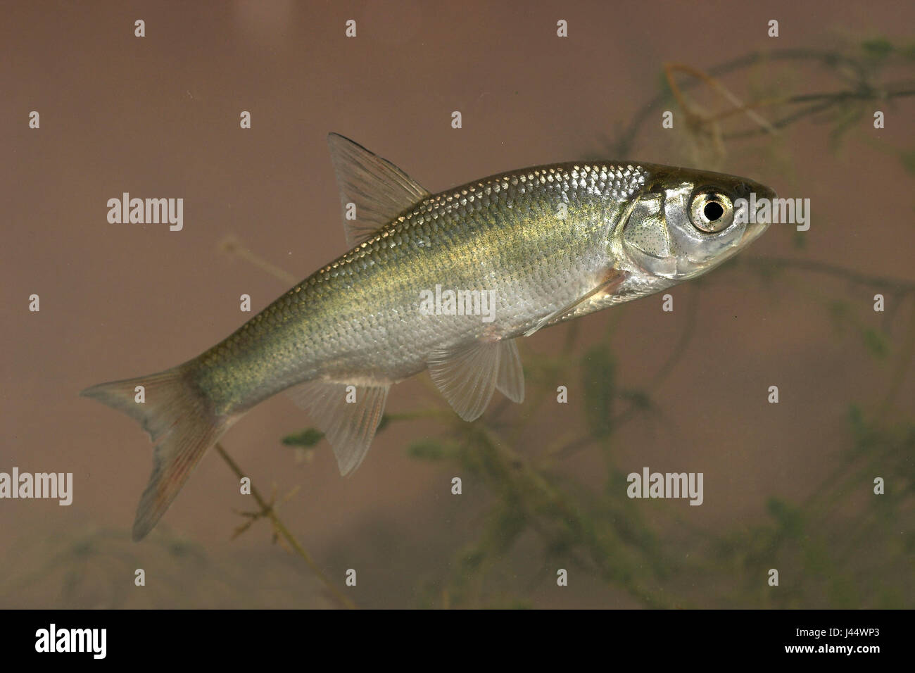 Nage à contre fond lightbrown ide Banque D'Images