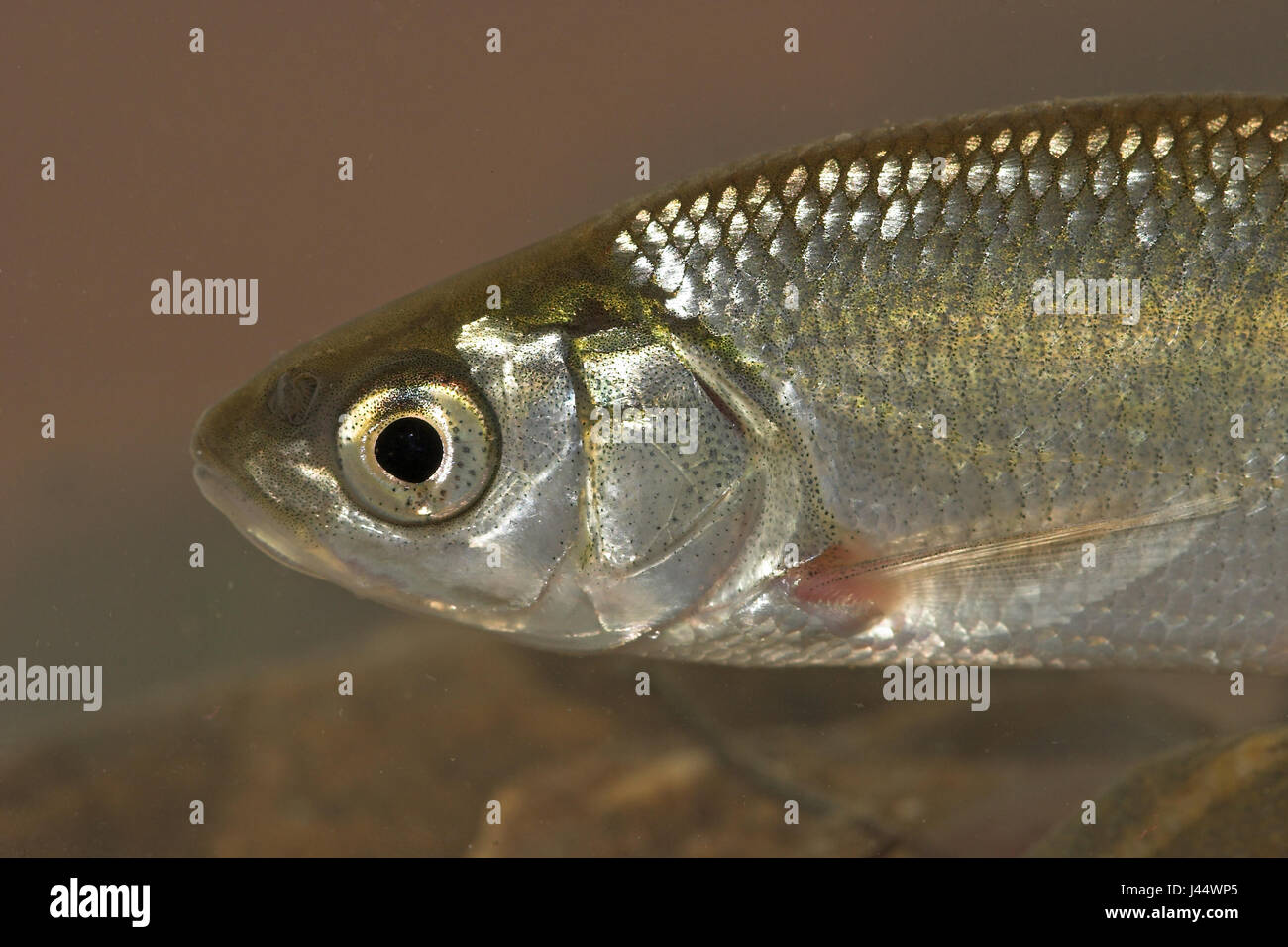Portrait d'un jeune lecteur IDE Banque D'Images