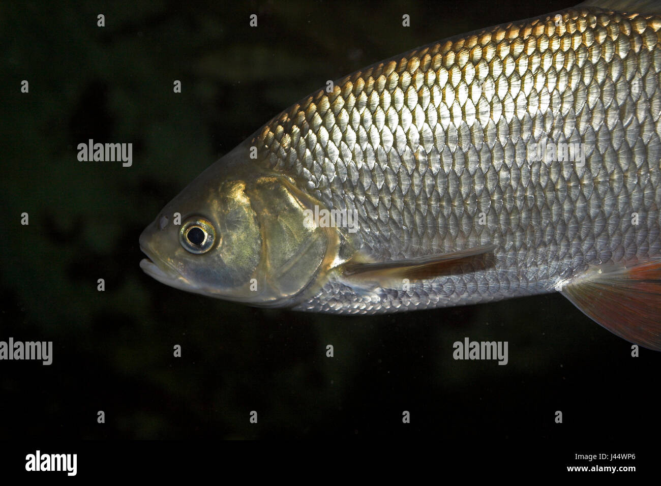 Portrait d'une ide adultes Banque D'Images