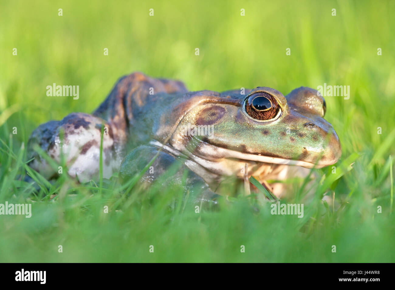 Foto van een Amerikaanse zittend brulkikker in het gras ; photo d'un North American Bullfrog assis dans l'herbe verte ; Banque D'Images