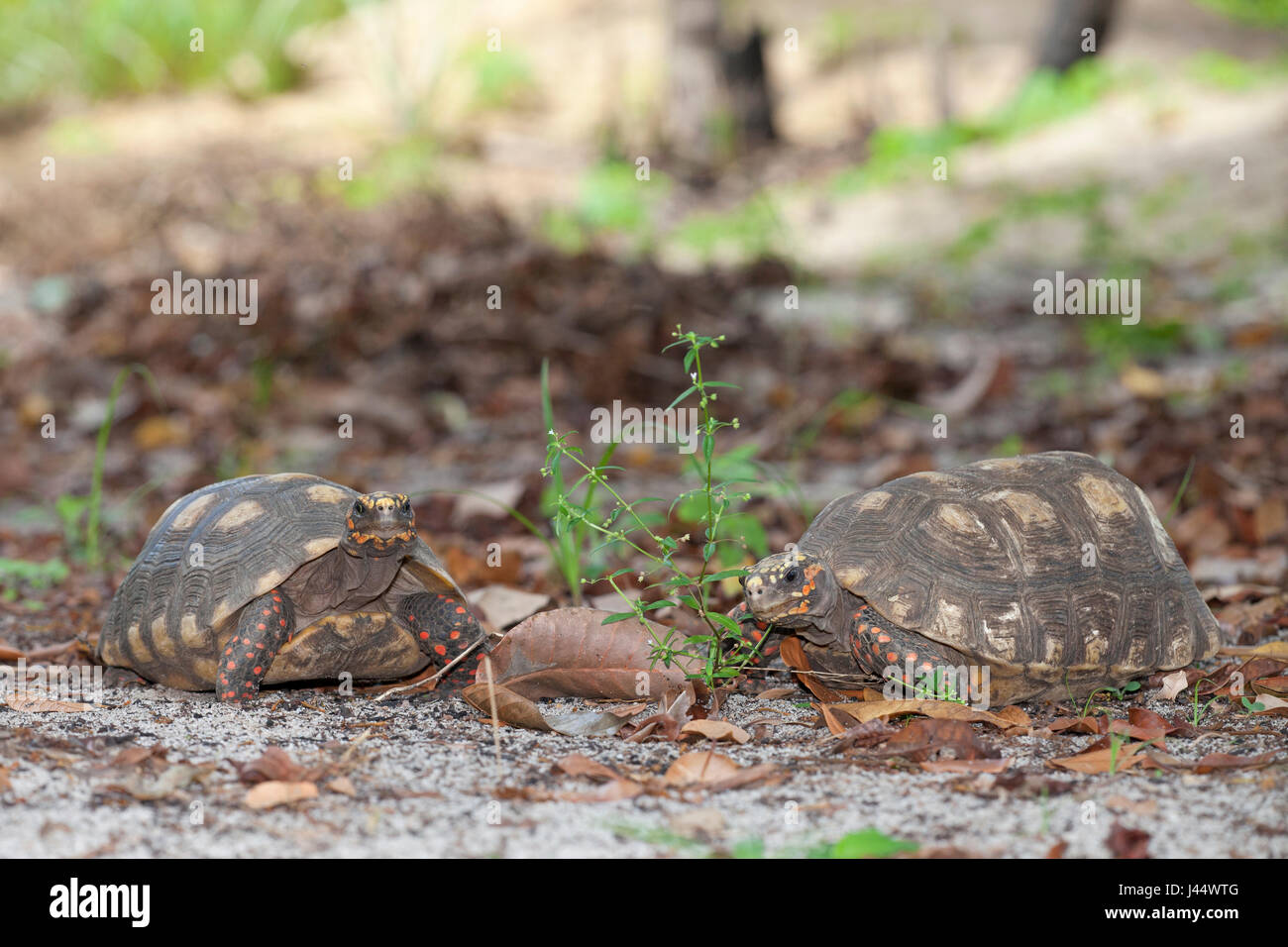 Photo de deux tortues à pieds rouges sur le sol forestier Banque D'Images