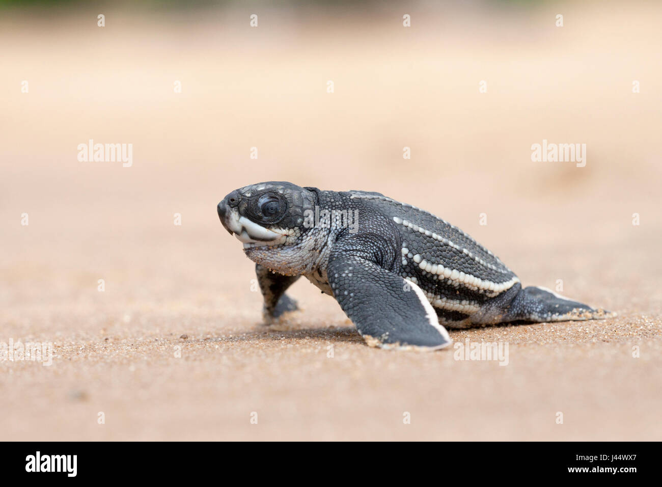 Photo d'une jeune tortue luth sur la plage sur son chemin vers la mer Banque D'Images